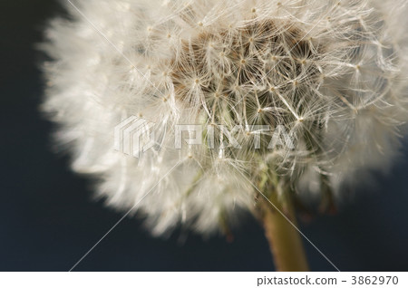 Macro Dandelion Blossom Macro Dandelion Blossom 3862970