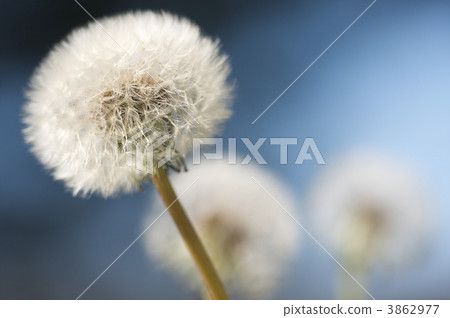 Row of Dandelions Row of Dandelions 3862977
