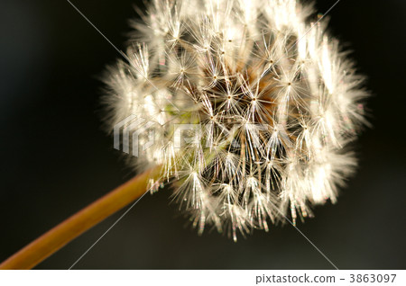 Dandelion Macro Shot 3863097