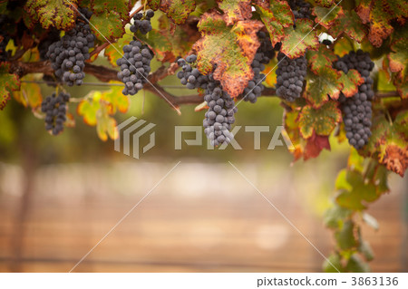 Lush, Ripe Wine Grapes on the Vine 3863136