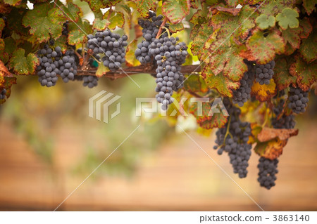 Lush, Ripe Wine Grapes on the Vine Lush, Ripe Wine Grapes on the Vine 3863140
