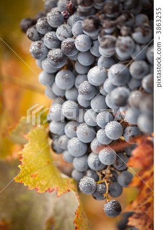 Lush, Ripe Wine Grapes with Mist Drops on the Vine Lush, Ripe Wine Grapes with Mist Drops on the Vine 3863255