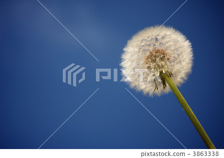 Dandelion Against Deep Blue Sky 3863338