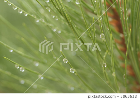 Water Drops on Pine Needles Water Drops on Pine Needles 3863638
