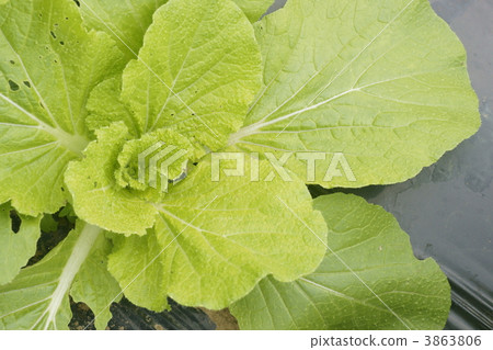 大白菜 淡黃綠色 黃綠色 3863806
