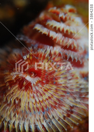 大旋鰓蟲 3864288