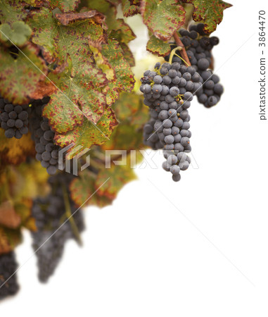 Beautiful Lush Grape Vineyard on White 3864470