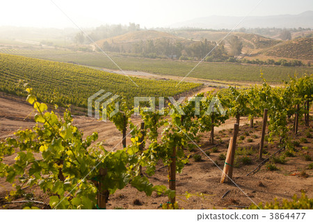 Beautiful Lush Grape Vineyard in The Morning Sun and Mist Beautiful Lush Grape Vineyard in The Morning Sun and Mist 3864477