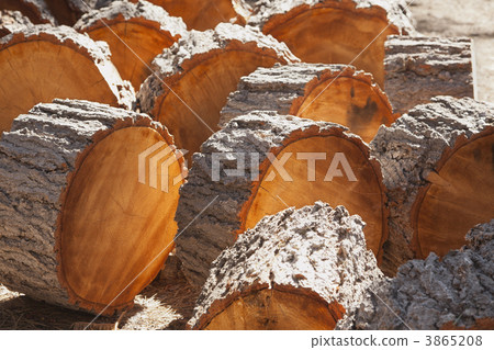 Abstract of Freshly Cut Pine Logs Abstract of Freshly Cut Pine Logs 3865208