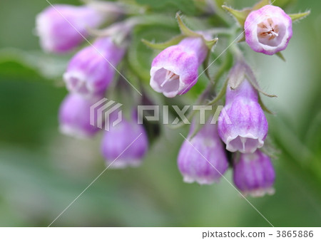 Comfrey Comfrey 3865886