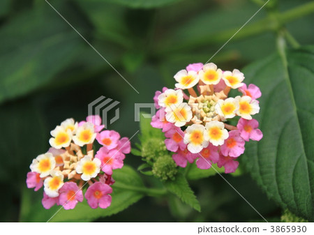 兩種音色馬纓丹花 3865930