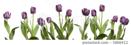 Row of Purple Tulips Row of Purple Tulips 3866412