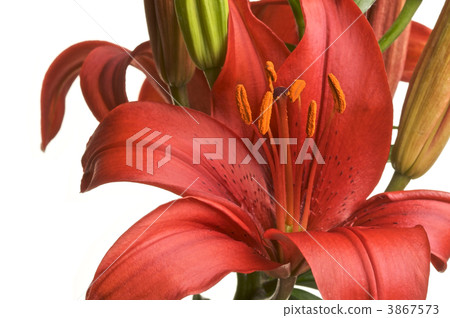 Beautiful Asiatic Lily Bloom 3867573