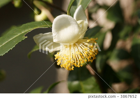teplant, bloom, blossom 3867652