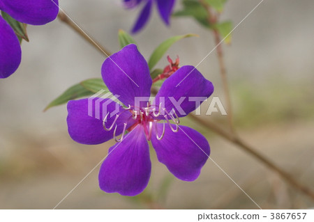 princess flower, tibouchina urvilleana, bloom 3867657