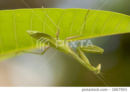 Praying Mantis Praying Mantis 3867903