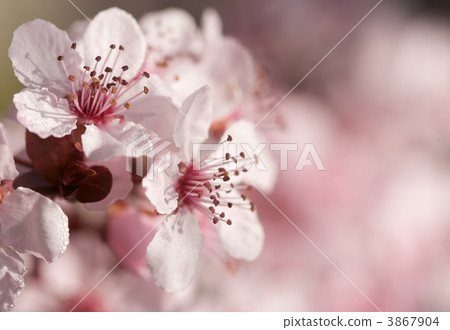 Early Spring Pink Tree Blossoms Early Spring Pink Tree Blossoms 3867904