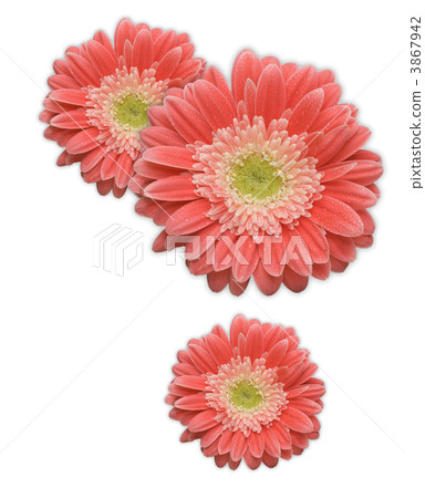 Pink Gerber Daisy Corner Element on White Pink Gerber Daisy Corner Element on White 3867942