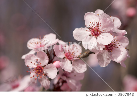 Early Spring Pink Tree Blossoms 3867948