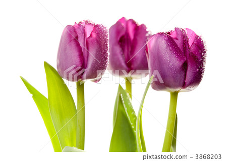 Set of Purple Tulips Set of Purple Tulips 3868203