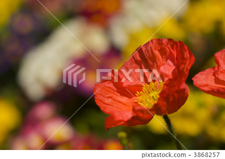 Red Iceland Poppie Bloom 3868257