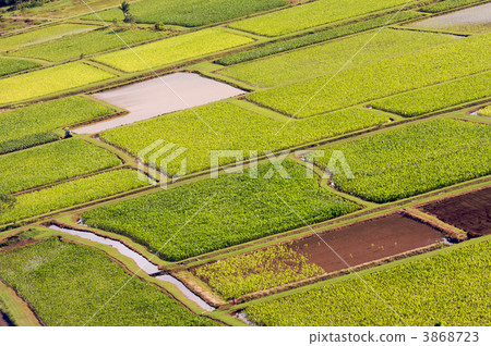 Hanalei Valley and Taro Fields 3868723