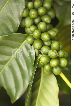 Coffee Beans on the Branch Coffee Beans on the Branch 3868752