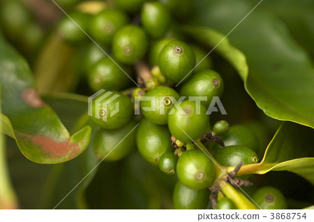 Coffee Beans on the Branch Coffee Beans on the Branch 3868754