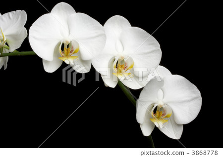 White Orchids on Black 3868778