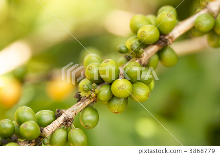 Coffee Beans on the Branch 3868779