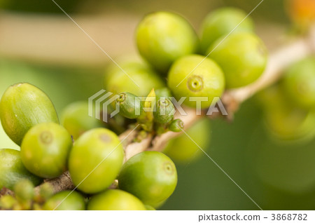 Coffee Beans on the Branch 3868782
