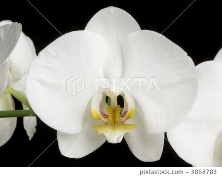 White Orchids on Black 3868783