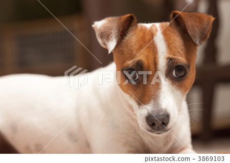 Jack Russell Terrier Puppy Portrait 3869103