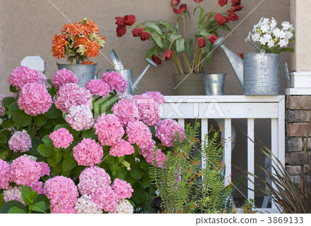 Beautiful Hydrangea Blossoms Beautiful Hydrangea Blossoms 3869133