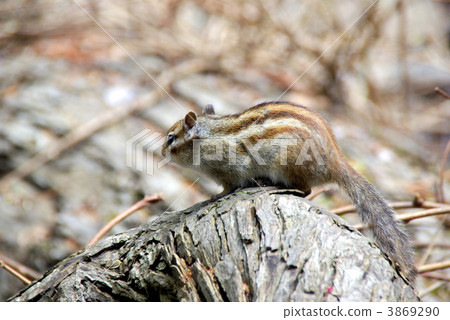 A wild chic monster stopping on the forest fallen tree A wild chic monster stopping on the forest fallen tree 3869290