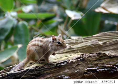 Wild chipmunk on the fallen tree Wild chipmunk on the fallen tree 3869291