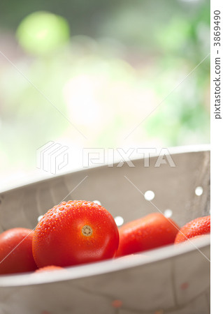 Fresh, Vibrant Roma Tomatoes in Colander with Water Drops 3869490