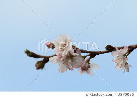 October cherry tree 3870086