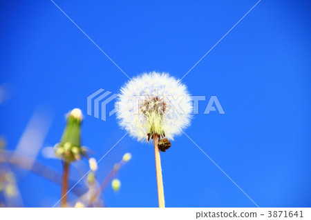  蒲公英 3871641