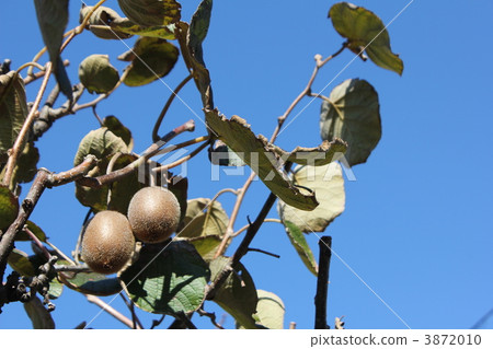 Kiwi fruit tree 3872010