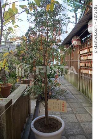 Nishiki Tenmangu Shrine Daimei Ume 3872585