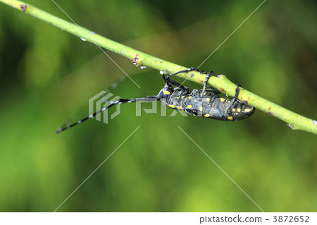 Kiboshikamikiri Kiboshikamikiri 3872652