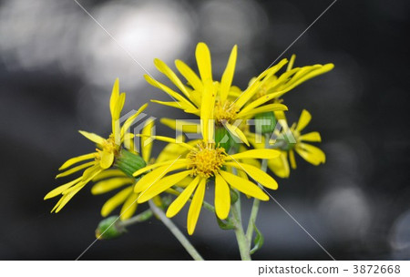 Tsuwabuki flower 3872668