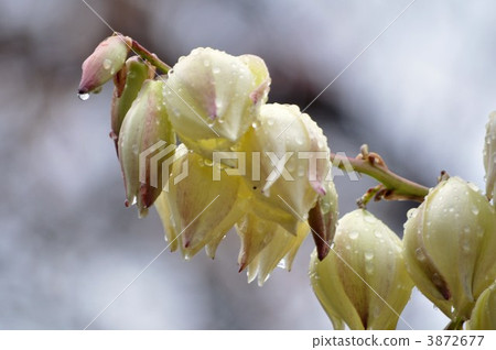 絲蘭的花 3872677