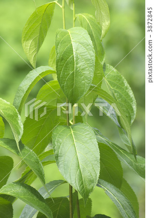 Yunaka茶葉 Yunaka茶葉 3872845