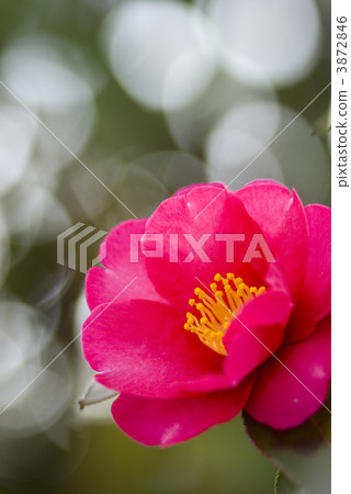 Sasanqua的紅色花 3872846