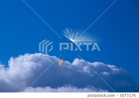 蒲公英的航班 3873176