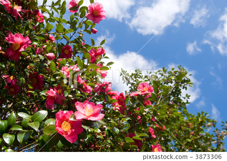 Sasanqua flowers and sky 3873306
