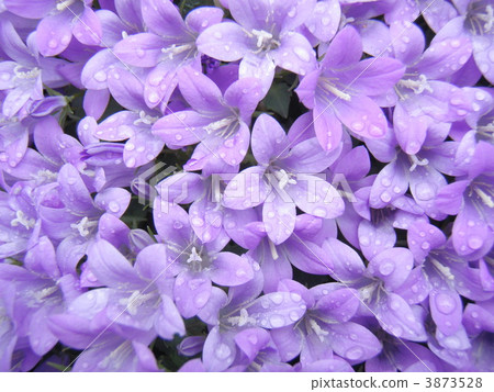 鐘花 鐘花 3873528