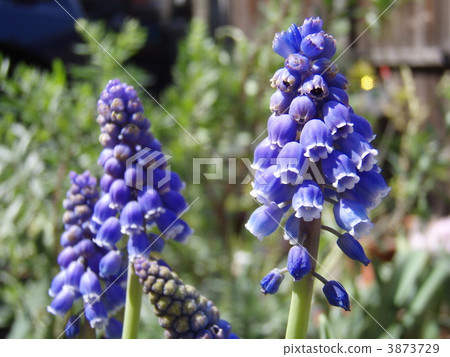 Muscari Muscari 3873729